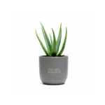Aloe Vera - Indoor Plant